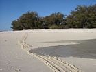 Turtle tracks being washed away by the incoming tide. Heron Island is a major nesting site for Green and Loggerhead sea turtles. Turtles climb up above the high tide line at night to lay their eggs.